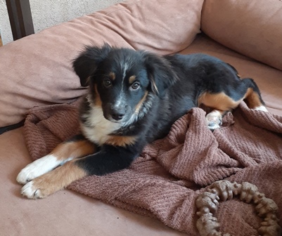aussie cheech